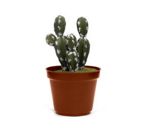Trezor v tvare kaktusu