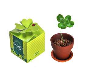 Vypestuj si štvorlístok pre šťastie